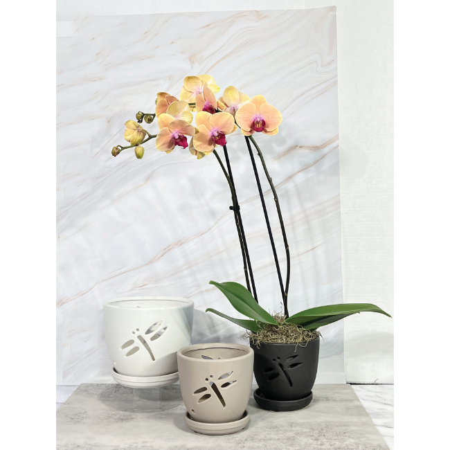 Product - Dragonfly Orchid Pot, 7.25